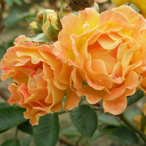 Orange - ground cover rose